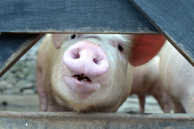 O selo será dado às empresas que não utilizarem animais em experimentos