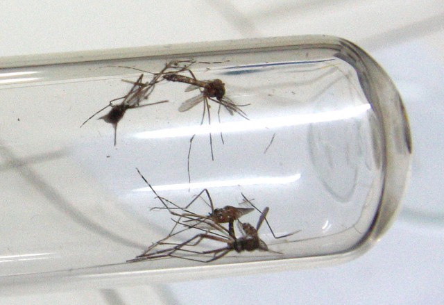 Mosquito Aedes aegypit, que pode transmitir dengue, zika e chikungunya, tem incidência mais alta no período chuvoso