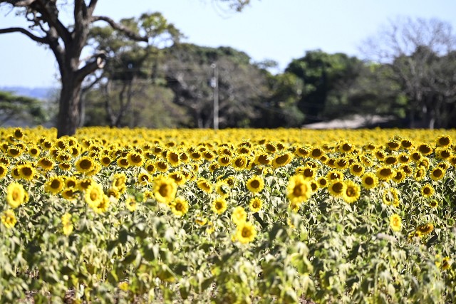 Exposição Seminário Técnico Crise Climática em Minas Gerais - Uberlândia