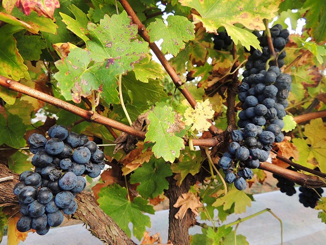 A poda invertida muda a colheita da uva para o inverno, quando a concentração de açúcar e sabor é maior