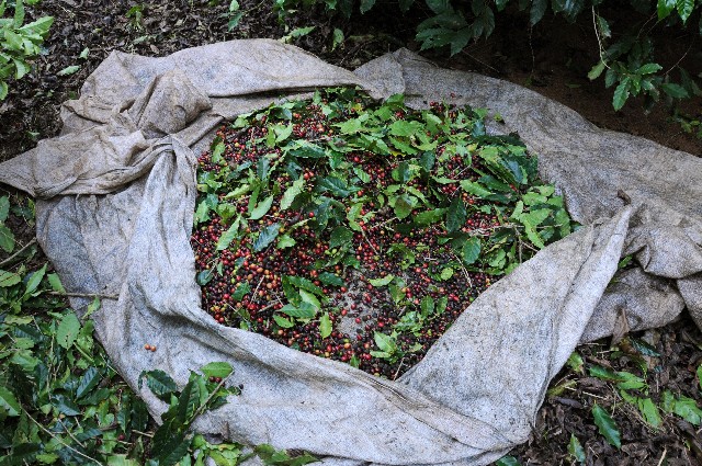 O Sul e o Sudoeste de MG são referências no País como polos de produção de café - Arquivo/ALMG