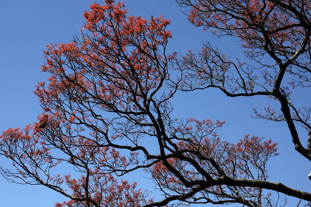 Comissão de Meio Ambiente e Desenvolvimento Sustentável - visita à Serra do Elefante