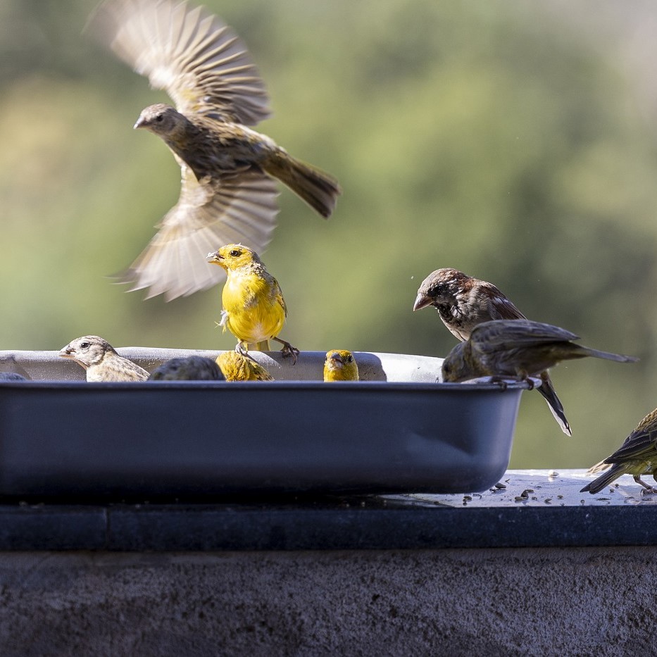 Criadores de aves pedem regras claras para o setor