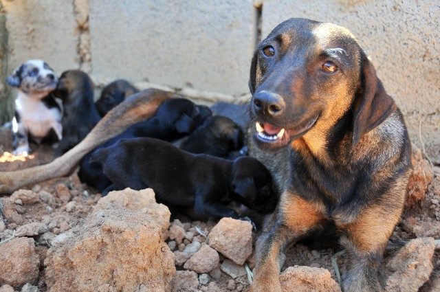 Compromisso da ALMG com a proteção dos animais cresceu nos últimos anos e muitas conquistas já foram alcançadas