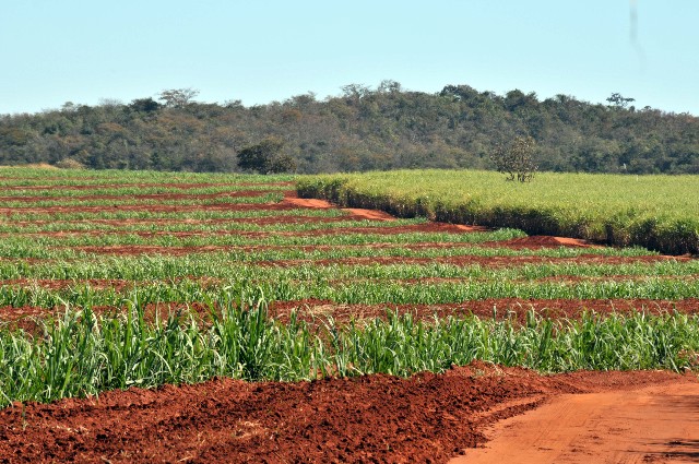 Plantação de cana-de-açúcar em Campo Florido