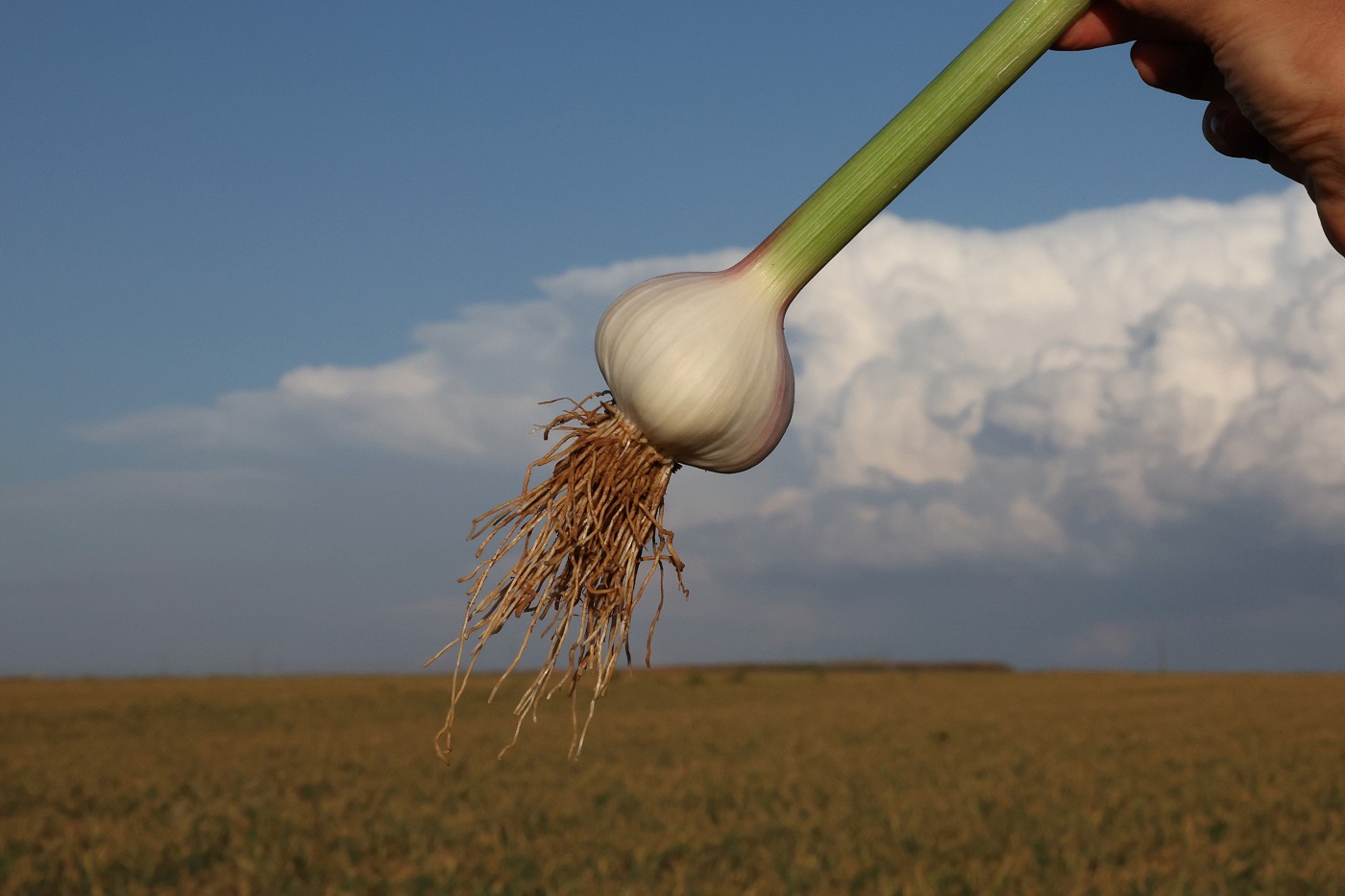 Comissão de Agropecuária e Agroindústria - debate sobre a produção de alho no Alto Paranaíba