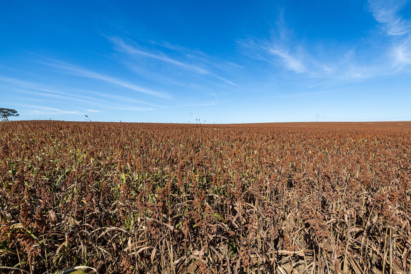 Banco de Imagens - Agricultura