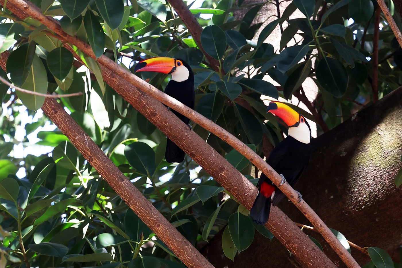 Banco de Imagens - tucano