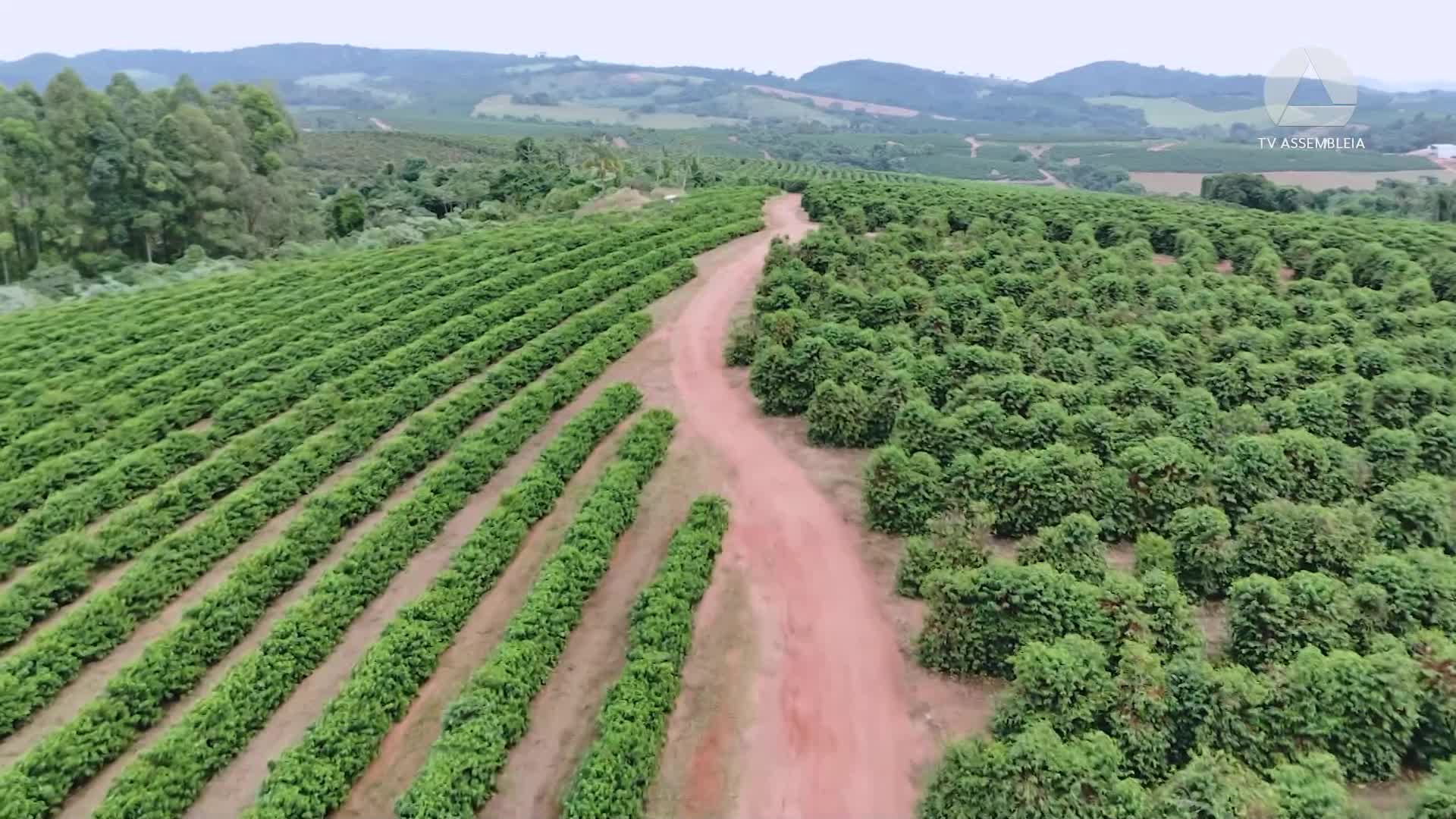 Cafeicultura ocupa posição de destaque na região de Varginha