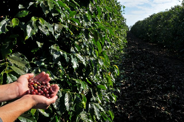Comissão de Agropecuária e Agroindústria debate, em Machado, a cafeicultura no Estado.