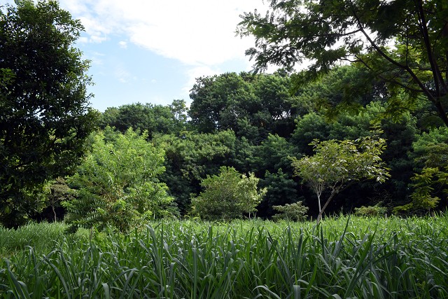 Comissão de Meio Ambiente e Desenvolvimento Sustentável - visita às imediações do Córrego do Cercadinho, da Mata do Havaí e da horta do Projeto Cemar
