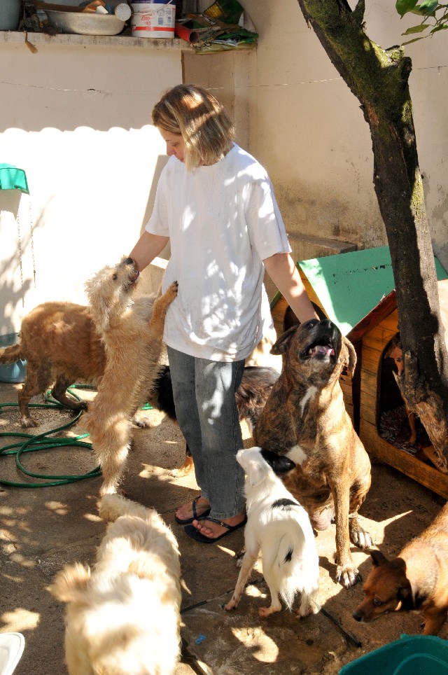 A advogada Luciana Severi tem 15 cachorros no quintal de casa; todos são vacinados e castrados