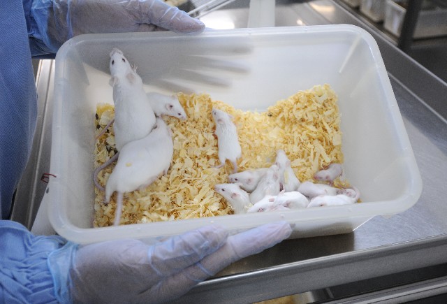 O Conselho Nacional de Controle de Experimentação Animal (Concea) negou, em março, o banimento do uso de animais em pesquisas de cosméticos