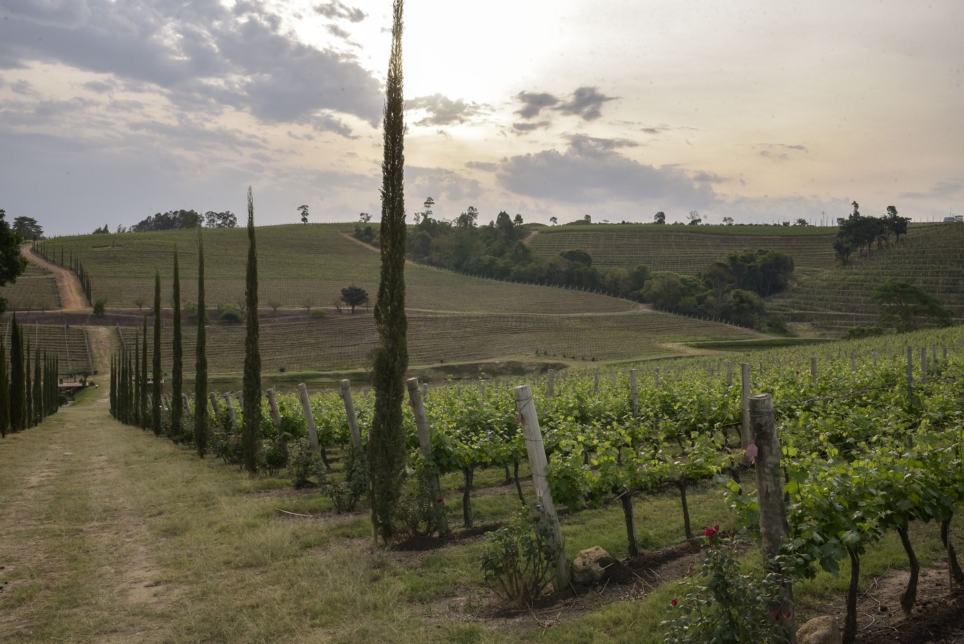 Comissão de Desenvolvimento Econômico - debate sobre os desafios do setor de vinhos