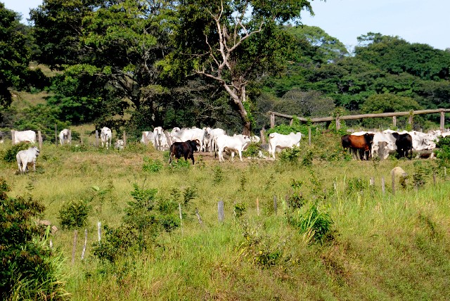 Produtores temem a diminuição dos leilões de gado em Minas - Arquivo ALMG